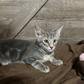 Rex -  Domestic Short Hair Cat for Adoption in San Tan Valley, Arizona - Rex | PetCurious