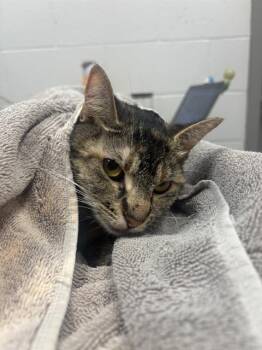 PHILLIPA -  Domestic Short Hair Cat for Adoption in Indianapolis, Indiana - PHILLIPA | PetCurious
