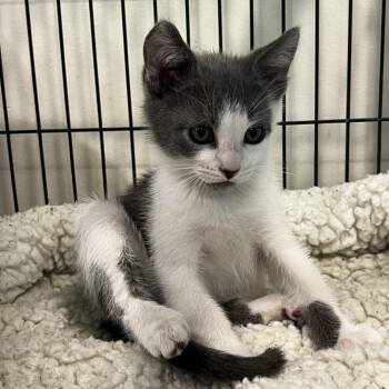 Leroy -  Domestic Short Hair Cat for Adoption in Port Townsend, Washington - Leroy | PetCurious