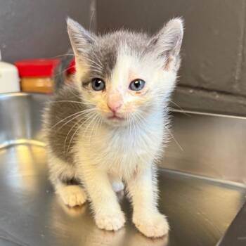 TUSC-Stray-85834_2_3 -  Domestic Short Hair Cat for Adoption in Tuscaloosa, Alabama - TUSC-Stray-85834_2_3 | PetCurious