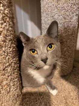 Herbie -  Domestic Short Hair Cat for Adoption in Vancouver, Washington - Herbie | PetCurious
