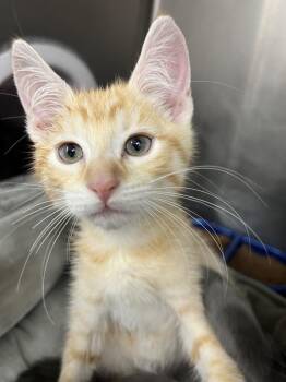 Goose -  Domestic Short Hair Cat for Adoption in Stockton, California - Goose | PetCurious