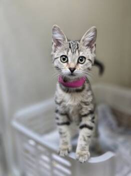 Rescue Domestic Short Hair Cats for Adoption in North Charleston, South Carolina - 88245a Lili-Petco West Ashley | PetCurious