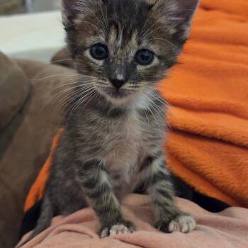 Domestic Short Hair Cats Available for Adoption in Bryan, Texas - Artemis | PetCurious