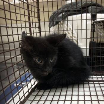 Greg -  Domestic Short Hair Cat for Adoption in Galveston, Texas - Greg | PetCurious