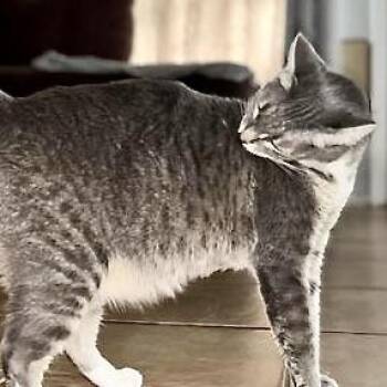 Alo -  Domestic Short Hair Cat for Adoption in Liverpool, Texas - Alo | PetCurious