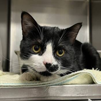 Rescue Domestic Short Hair Cats for Adoption in Wheaton, Illinois - Cricket | PetCurious