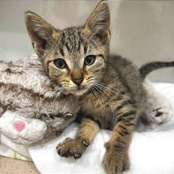 Gary -  Domestic Short Hair Cat for Adoption in Defiance, Ohio - Gary | PetCurious