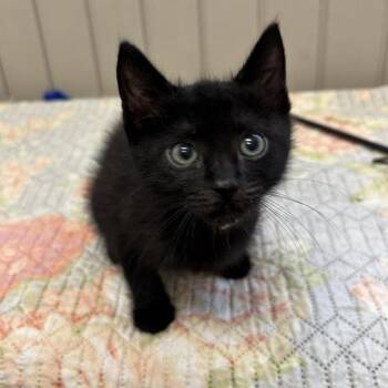 Domestic Short Hair Cats Available for Adoption in Long Beach, California - Cyrus | PetCurious
