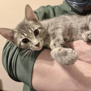 Bayley -  Tabby and Domestic Short Hair Cat for Adoption in Vaughan, Ontario - Bayley | PetCurious