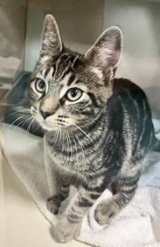 Knight (FIV+) -  Domestic Short Hair Cat for Adoption in Savannah, Georgia - Knight (FIV+) | PetCurious