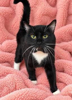 Meatball -  Domestic Medium Hair Cat for Adoption in Lagrange, Indiana - Meatball | PetCurious