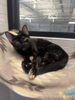 GWEN STACY -  Domestic Short Hair Cat for Adoption in Omaha, Nebraska - GWEN STACY | PetCurious