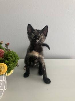 Houdini -  Domestic Short Hair Cat for Adoption in Oviedo, Florida - Houdini | PetCurious
