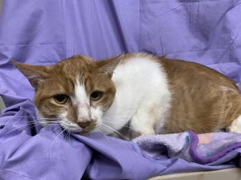 Domestic Short Hair Cats Available for Adoption in Modesto, California - A610551 | PetCurious