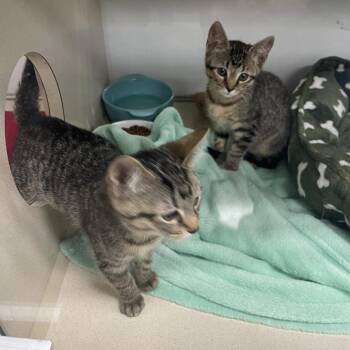 Miss Flufferton -  Domestic Short Hair Cat for Adoption in Webster, Texas - Miss Flufferton | PetCurious