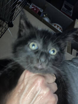 Rescue Domestic Short Hair Cats for Adoption in St. Cloud, Minnesota - Ryker | PetCurious