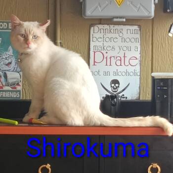 Siamese Cats Available for Adoption in Villa Park, California - Shirokuma (white Bear In Japanese) | PetCurious