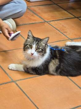 Domestic Long Hair Cats Available for Adoption - Basil | PetCurious