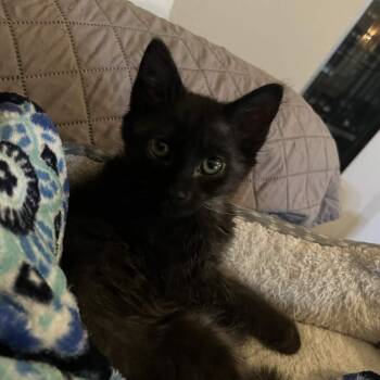 Domestic Medium Hair Cats Available for Adoption - Stormy | PetCurious