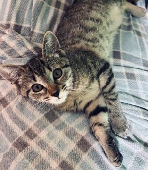 Timmy -  Tiger Cat for Adoption in Island Park, New York - Timmy | PetCurious