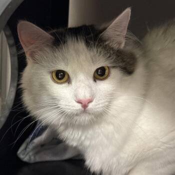 Domestic Short Hair Cats Available for Adoption - RATATOVILLE | PetCurious