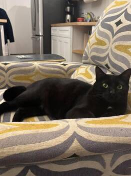 MULLIGAN -  American Shorthair Cat for Adoption in Southaven, Mississippi - MULLIGAN | PetCurious
