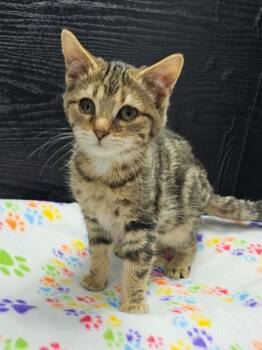 Domestic Short Hair Cats Available for Adoption - Harry | PetCurious