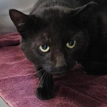Rick -  Domestic Short Hair Cat for Adoption in Schenectady, New York - Rick | PetCurious