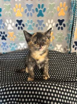 Domestic Short Hair Cats Available for Adoption in Wabash, Indiana - Autumn | PetCurious