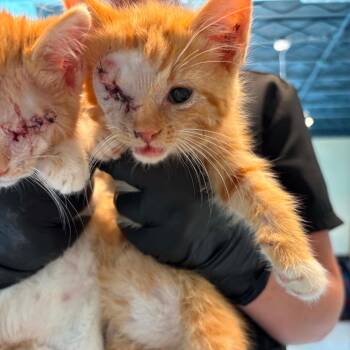 Bien -  Domestic Medium Hair Cat for Adoption in Huntington, West Virginia - Bien | PetCurious