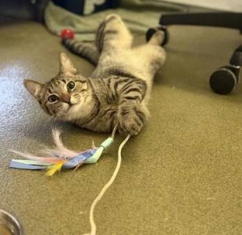 Domestic Short Hair Cats Available for Adoption - Muffin | PetCurious