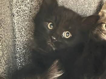 Domestic Long Hair Cats Available for Adoption in Colorado Springs, Colorado - NYX | PetCurious