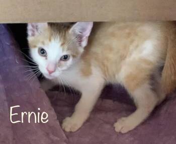 Domestic Short Hair Cats Available for Adoption in Dixon, California - Ernie | PetCurious
