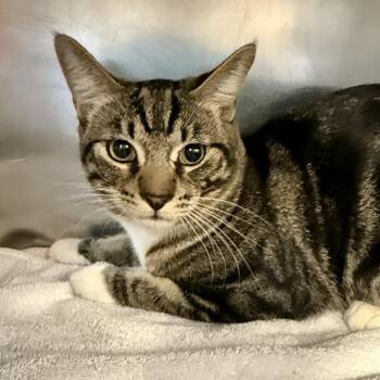 Domestic Short Hair Cats Available for Adoption in Palm Springs, California - Floyd | PetCurious