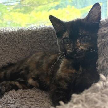 Fable -  Domestic Short Hair Cat for Adoption in Traverse City, Michigan - Fable | PetCurious