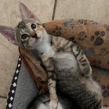 Flower -  Domestic Short Hair Cat for Adoption in Las Vegas, Nevada - Flower | PetCurious