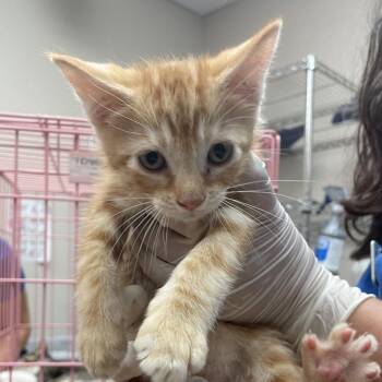Wile E Coyote -  Domestic Short Hair Cat for Adoption in Goleta, California - Wile E Coyote | PetCurious