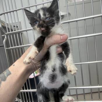 Quarter -  Domestic Short Hair Cat for Adoption in Jupiter, Florida - Quarter | PetCurious