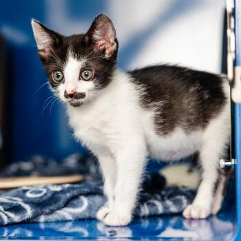 Domestic Short Hair Cats Available for Adoption in Incline Village, Nevada - Hawkwood | PetCurious