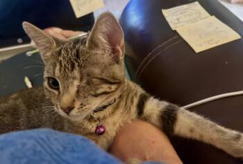 Mabelle -  American Shorthair Cat for Adoption in Houston, Texas - Mabelle | PetCurious
