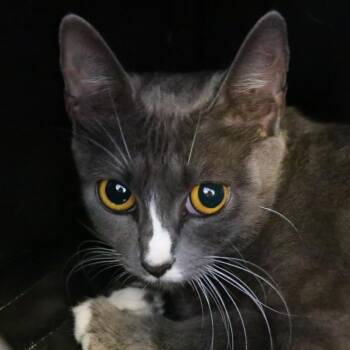 Natasha -  Domestic Short Hair Cat for Adoption in Sarasota, Florida - Natasha | PetCurious