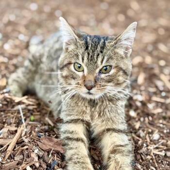 Sir Yeety Bibble III (I have special needs) -  Domestic Short Hair Cat for Adoption in Portland, Oregon - Sir Yeety Bibble III (I Have Special Needs) | PetCurious