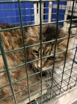 Domestic Long Hair Cats Available for Adoption in Dallas, Texas - CALLIE | PetCurious