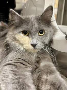 Rachel -  Domestic Long Hair Cat for Adoption in Wichita, Kansas - Rachel | PetCurious