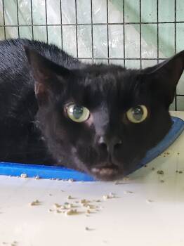 Rescue Domestic Short Hair Cats for Adoption in Crossville, Tennessee - Chester | PetCurious