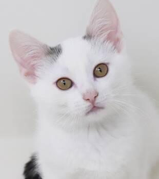 Anne our love - Gorgeous sweet and so funny - OLD ENOUGH TO GO S -  Turkish Van Cat for Adoption in Bedford Hills, New York - Anne Our Love - Gorgeous Sweet And So Funny - OLD ENOUGH TO GO S | PetCurious