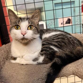 Angie Lena -  Domestic Short Hair Cat for Adoption in Sarasota, Florida - Angie Lena | PetCurious