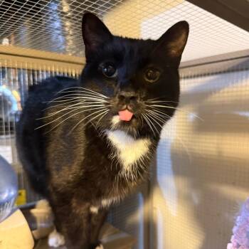 Mary Poppins -  Domestic Short Hair Cat for Adoption in Buffalo, Minnesota - Mary Poppins | PetCurious