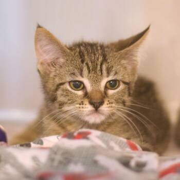 Cinder -  Domestic Medium Hair Cat for Adoption in Belleville, Illinois - Cinder | PetCurious